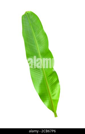 Green banana leaves with unique motifs, isolated on a white background, clipping path included. HD Image Stock Photo