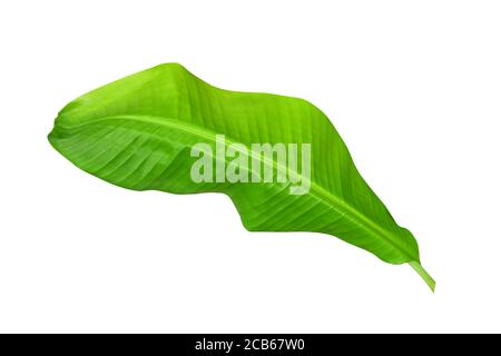 Green banana leaves with unique motifs, isolated on a white background, clipping path included. HD Image Stock Photo