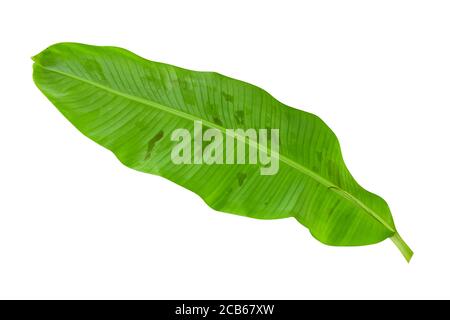 Green banana leaves with unique motifs, isolated on a white background, clipping path included. HD Image Stock Photo