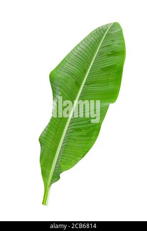 Green banana leaves with unique motifs, isolated on a white background, clipping path included. HD Image Stock Photo