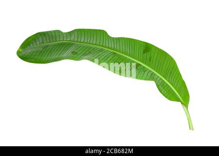 Green banana leaves with unique motifs, isolated on a white background, clipping path included. HD Image Stock Photo