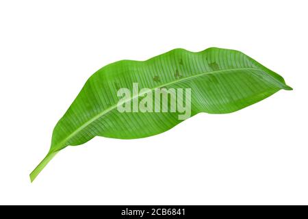 Green banana leaves with unique motifs, isolated on a white background, clipping path included. HD Image Stock Photo