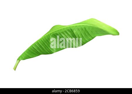 Green banana leaves with unique motifs, isolated on a white background, clipping path included. HD Image Stock Photo