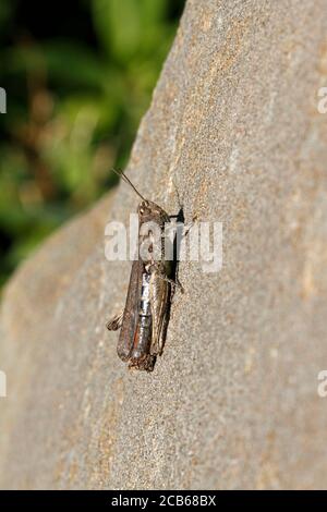 Mottled grasshopper, Myrmeleotettix maculatus.Defecating. Stock Photo