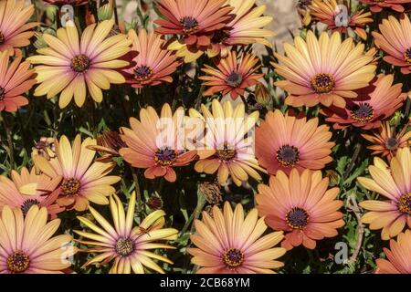 African Daisy Arctotis acaulis orange hybrids Stock Photo