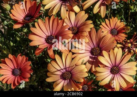 African Daisy Arctotis acaulis orange hybrids Stock Photo