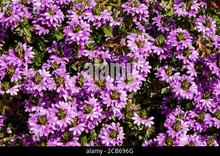 Fan Flower Scaevola aemula New Wonder Stock Photo