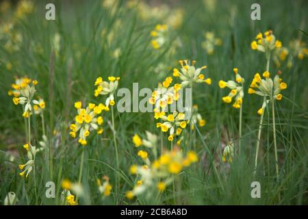 Cowslips in a traditional English meadow Stock Photo