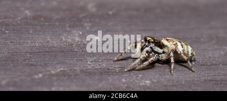 zebra jumping spider in macro Stock Photo