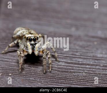 zebra jumping spider in macro Stock Photo