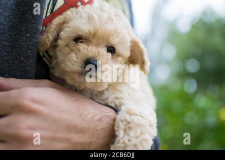 Maltipoo poo hot sale