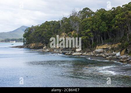 Snorkellers in the water at Coal Point, Adventure Bay, Bruny Island, Tasmania, Australia Stock Photo