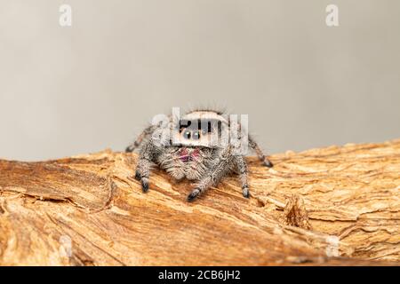 Regal Jumping Spider - Phidippus regius Stock Photo