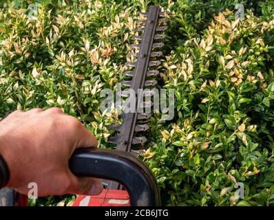 close up of a man working out on a lawn Stock Photo