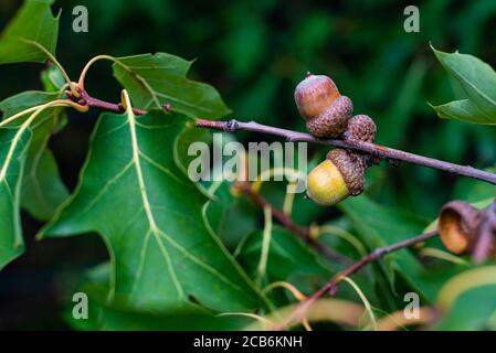 Two acorns on a branch with oak leaves Stock Photo