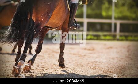 A horse is galloping across the sand, its shod hooves kicking up dust in the air on a sunny summer day. Equestrian sport. Horseback riding. Stock Photo