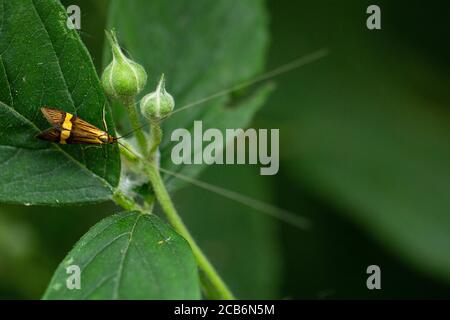 Yellow-barred Longhorn Micromoth, Nemophora degeerella Stock Photo