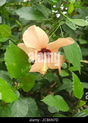 Close-up of a Hibiscus Tiliaceus Stock Photo