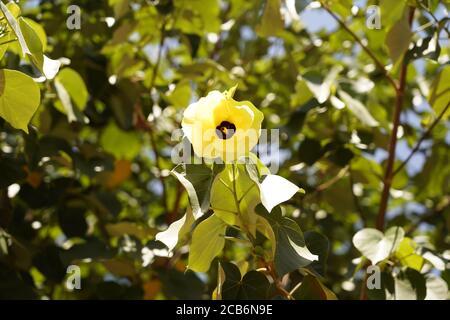 Beautiful bright yellow Hibiscus tiliaceus from Queensland Stock Photo