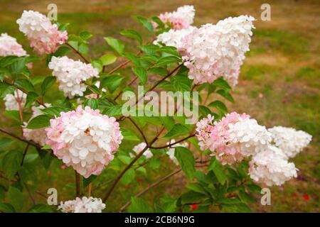 Hydrangea Paniculata 'Vanille Fraise' (creamy white cone shaped flowers fading to dark rose pink in summer) Stock Photo