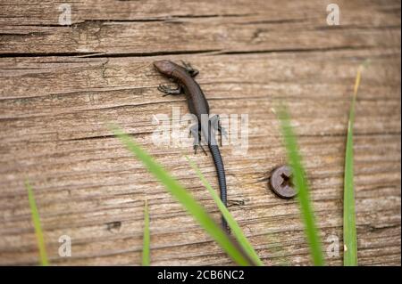 A small black lizard is warming itself on an old Board. Close up Stock Photo