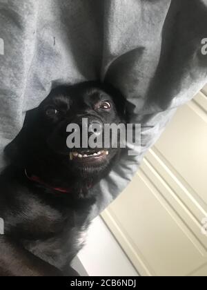 Labrador Cross Collie Rescue dog Laying Upside Down in bed Stock Photo