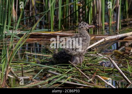 Common Gull chick (Larus canus) watching the sky from its nest Stock Photo