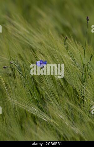 Wild Cornflower (Centaurea cyanus) in a Barley field Stock Photo