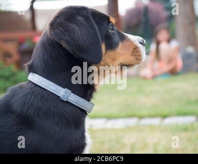 head greater swiss mountain dog puppy portrait sitting in the green grass, blurred girl sitting in background Stock Photo