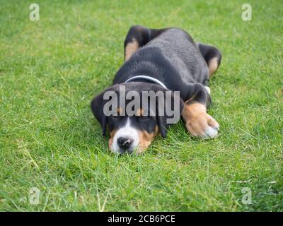 close up greater swiss mountain dog puppy portrait lying in the green grass, selective focus Stock Photo