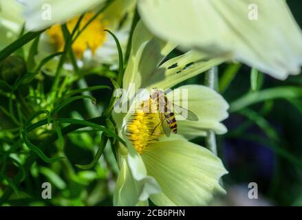 Syrphus ribesii hoverfly on Cosmos flower Stock Photo