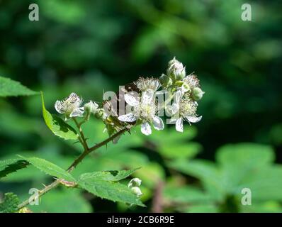 Speckled Wood butterfly on bramble flower Stock Photo