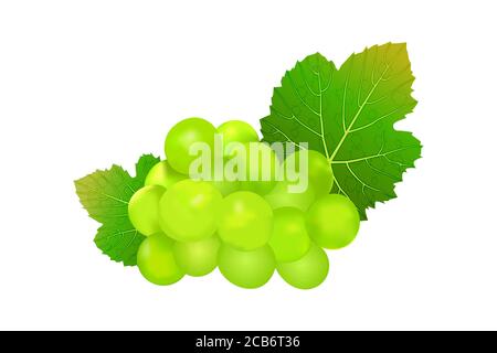 Grapes isolated on white background. Wine grapes icon. Bunch of green grapes with leaf.Green grape cluster with green leaves.Stock vector illustration Stock Vector