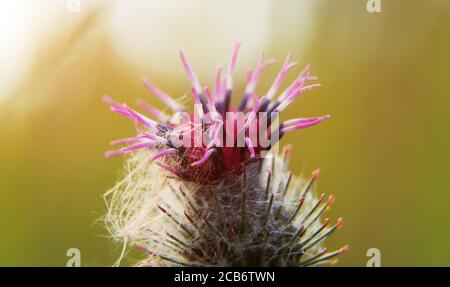 Macro shot of greater burdock. Arctium lappa. Stock Photo