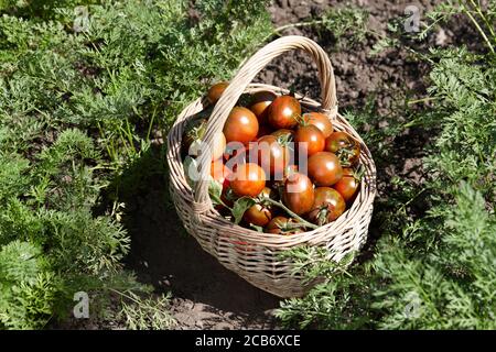 Brown ripe tomatoes basket in garden, healthy organic food Stock Photo