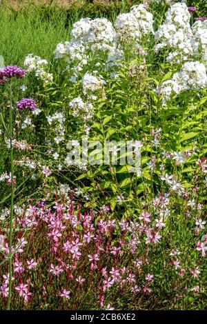 Pink Gaura White Garden Phlox Stock Photo