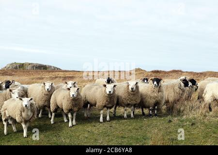 Cheviot and Blackface sheep breeds in the Mull countryside, Inner Hebrides, Scotland UK
