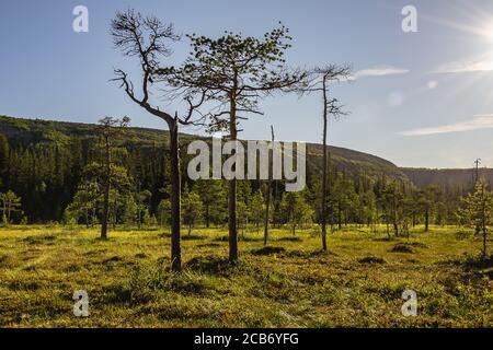 Swedish mountains with slow-growing trees that grow on bogs, the site fulufjället national park Stock Photo