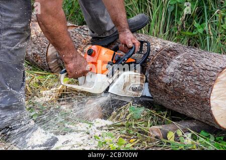 Chainsaw in motion. Hard wood working in forest. Sawdust fly around. Close up. Stock Photo