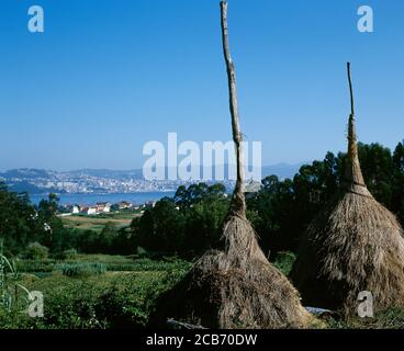 The Vigo estuary. Traditional straw drying system. Central wooden post on which the straw is deposited. Cangas de Morrazo. Spain, Galicia, Pontevedra province. Stock Photo