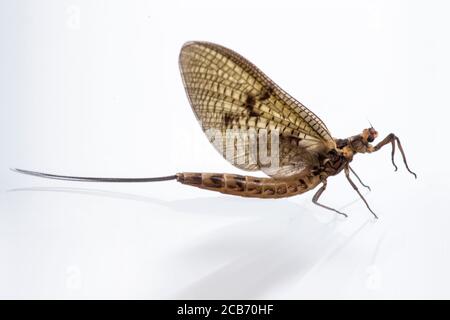 FAUNA: Mantispa styriaca (Mantidfly insect) Stock Photo
