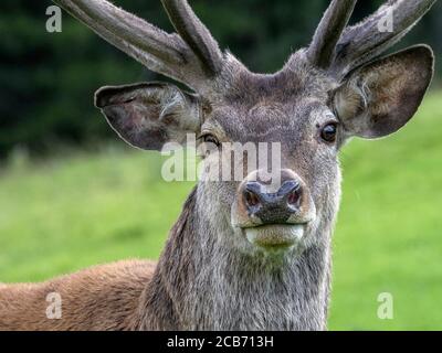 male-red-deer-portrait-looking