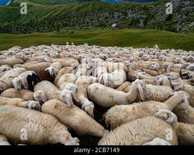 sheep flock in dolomites mountain in summer season Stock Photo
