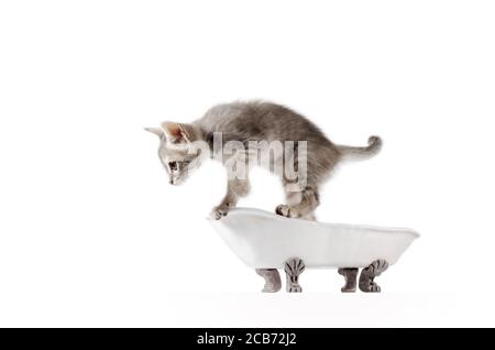 little gray kitten in vintage bath isolated on white background studio shot Stock Photo