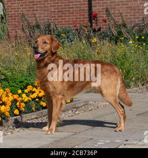 golden retriever Stock Photo
