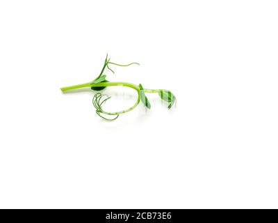 Micro greens - sprouts peas isolated on white background. Top view or flat lay. Stock Photo