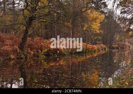 Autumn bracken reflected in the still waters of the beautiful Basingstoke Canal near Deepcut in Surrey Stock Photo