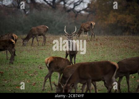 Deer in Windsor Great Park on an overcast autumn day Stock Photo