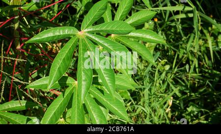 Close up of cassava leaves in the morning Stock Photo