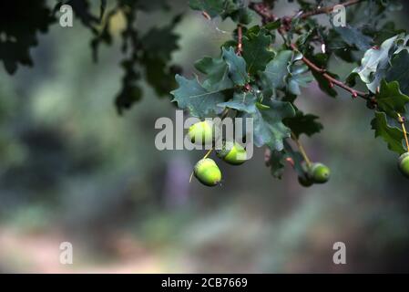 Little acorns are growing on an old oak tree in this photo taken at the height of summer Stock Photo